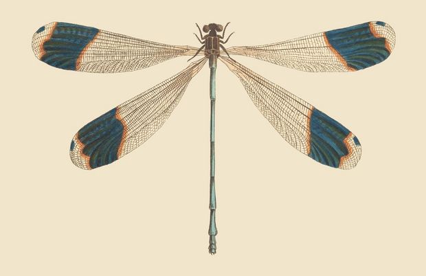 PSR029 Blue Dragonfly