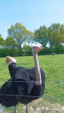 struisvogels te bezichtigen. gratis