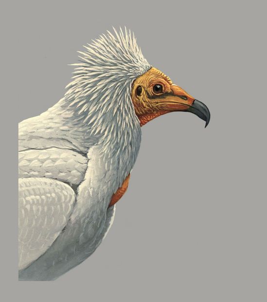 PSR031 Vulture