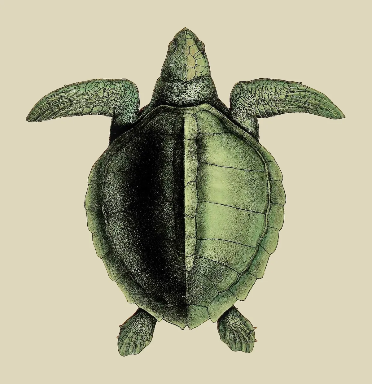 CRD075 Turtle