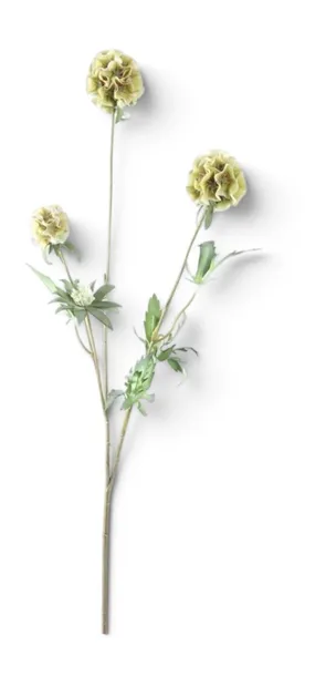 Scabiosa Groen