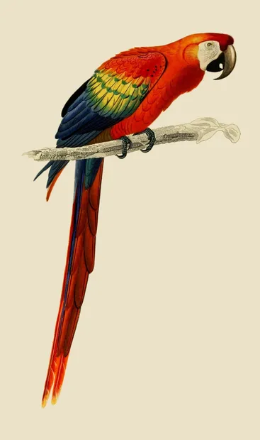 PSR023 Parrot