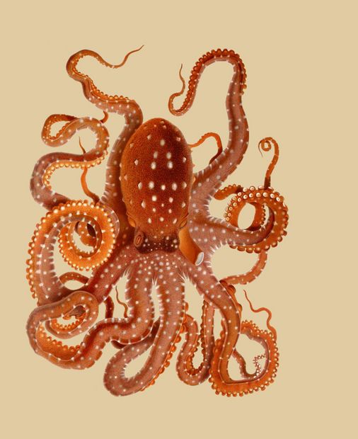 PSR053 Octopus