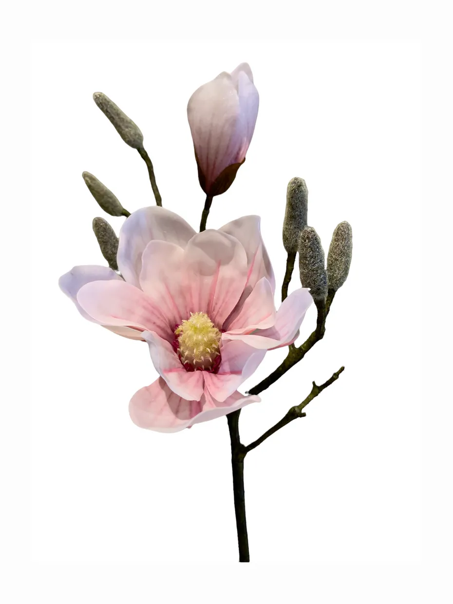 Magnolia Roze