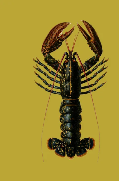 CRD081 Lobster