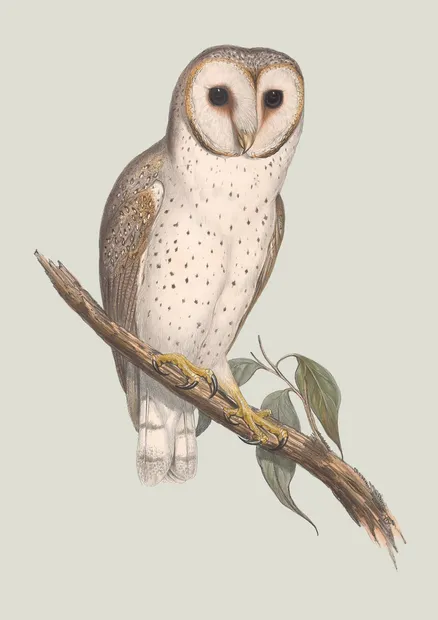 PSR018 Owl