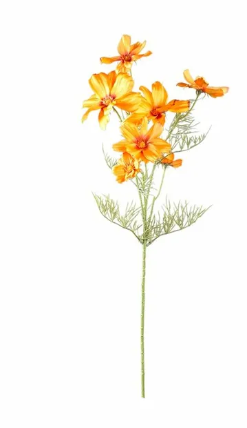 Gardenia Oranje