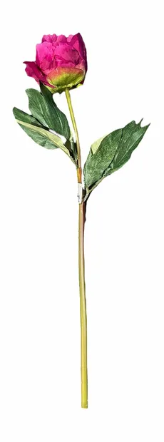 Pioenroos Fuchsia