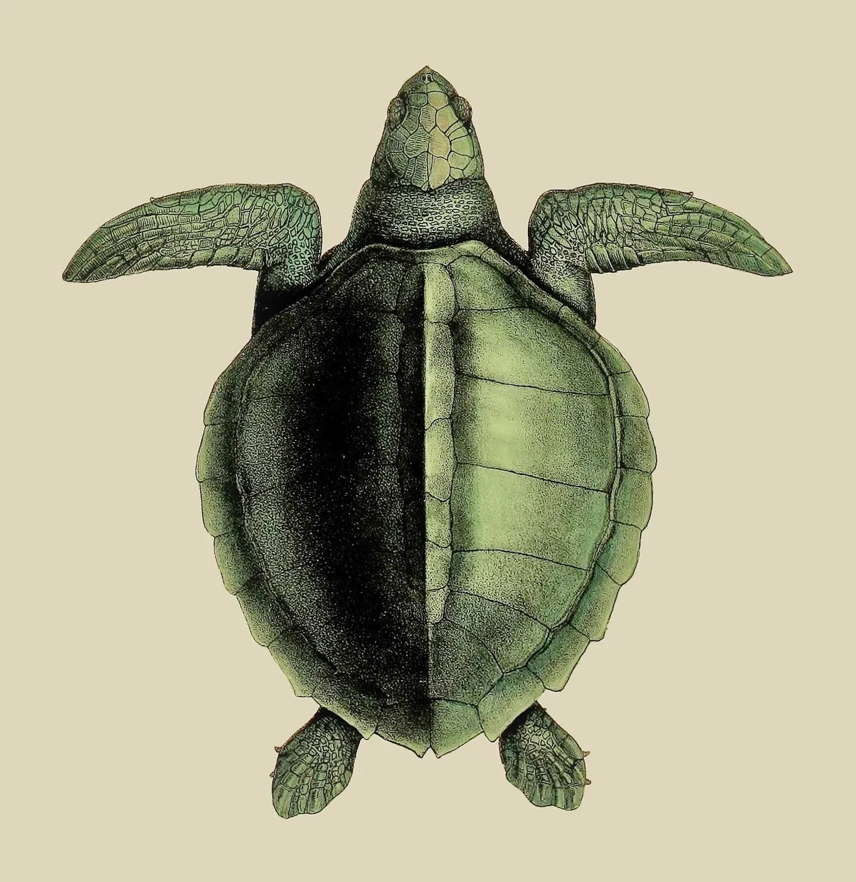 PSR024 Turtle