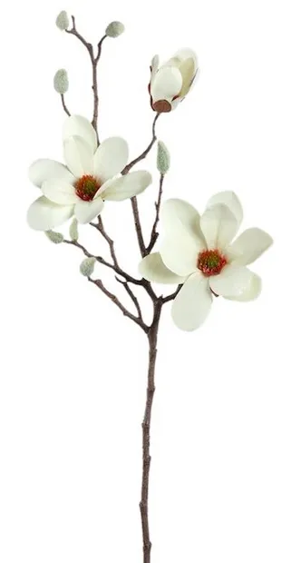 Magnolia Wit