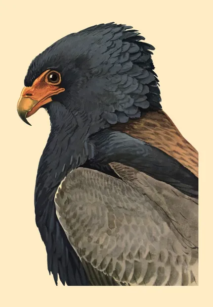 CRD089 Eagle