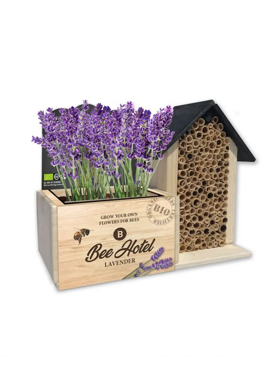 Seeds en Beehotel bio Lavendel