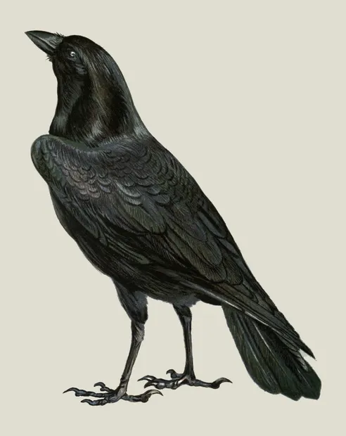 PSR019 Crow