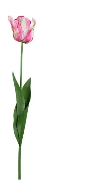 Papagaai tulp Fuchsia