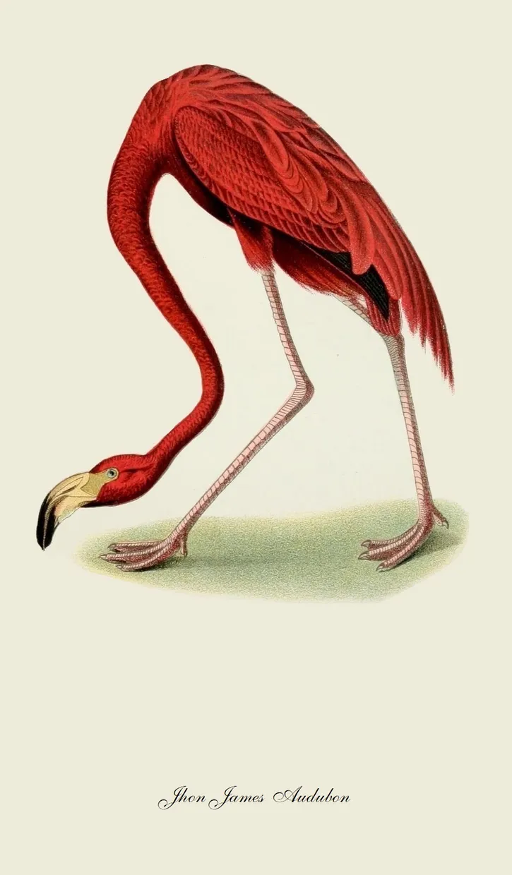 PSR021 Flamingo