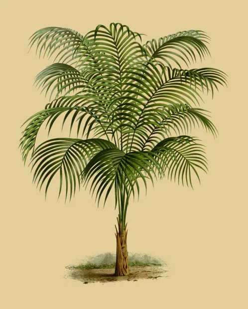 CRD079 Palmtree 2