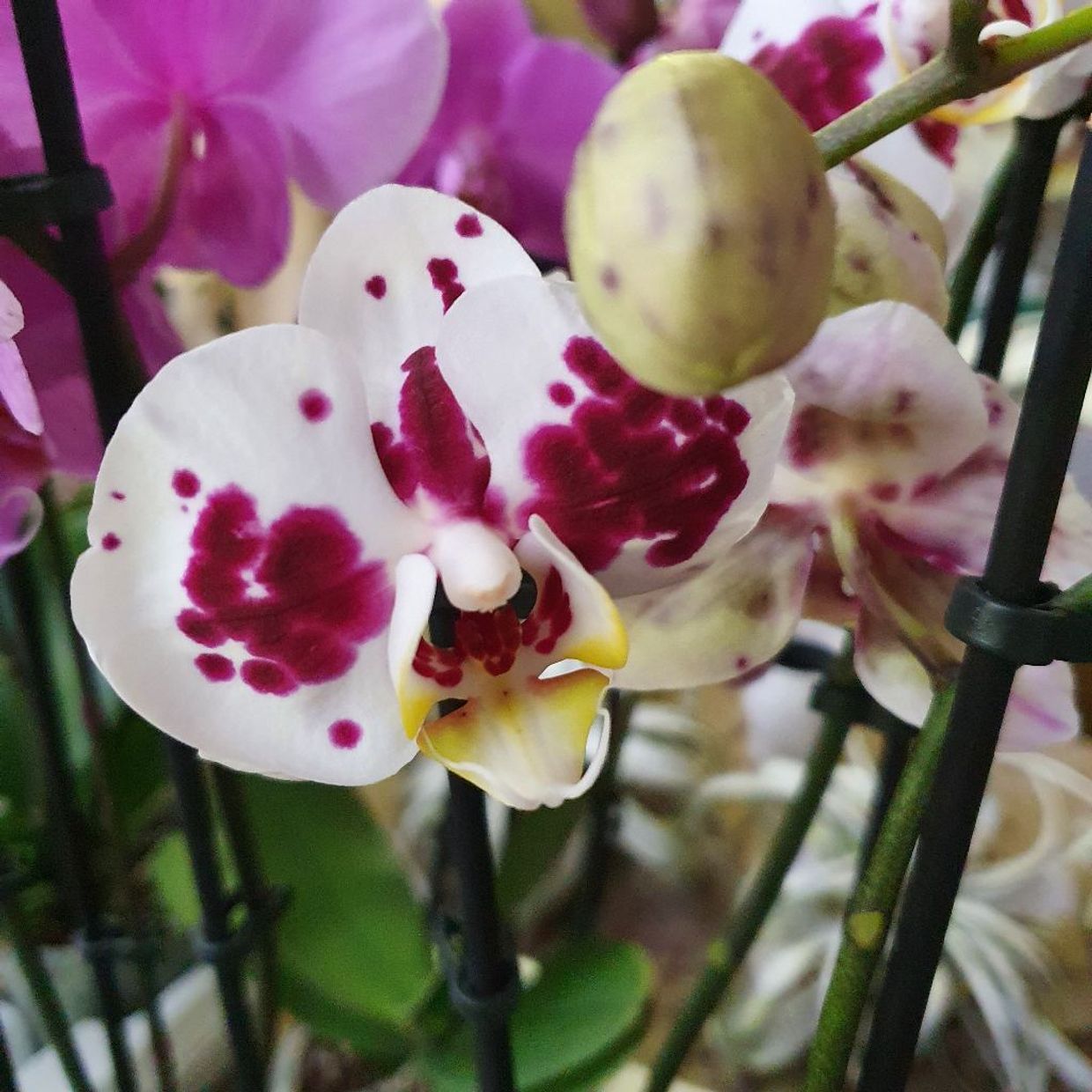 Reinhart Orchideeën