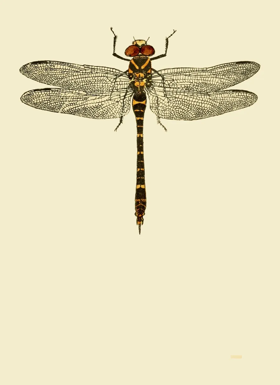 PSR026 Dragonfly