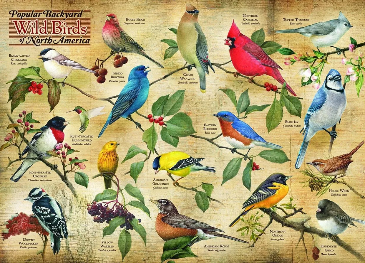 Puzzel - Popular Backyard Wild Birds of North America (1000)