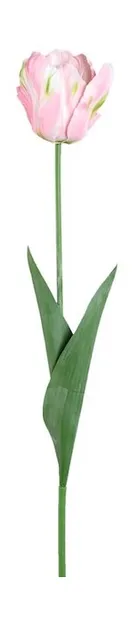 Papagaai tulp Roze
