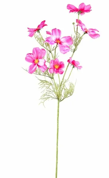 Gardenia Fuchsia