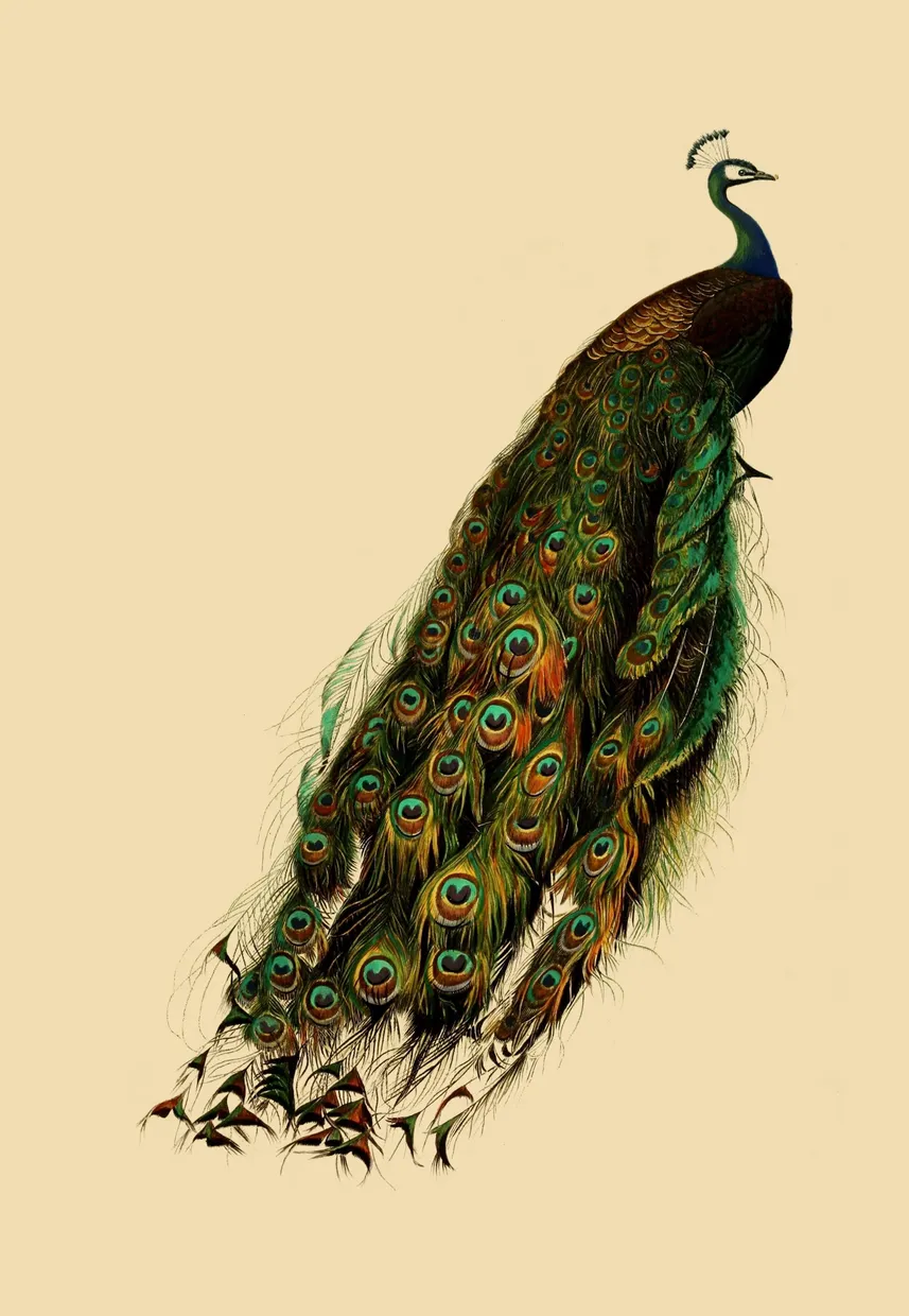 PSR041 Peacock