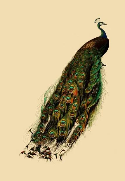 CRD090 Peacock