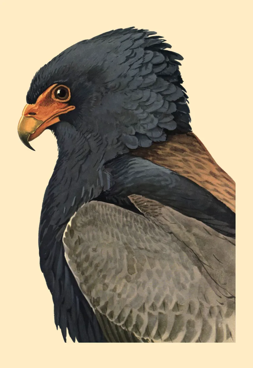 PSR030 Eagle