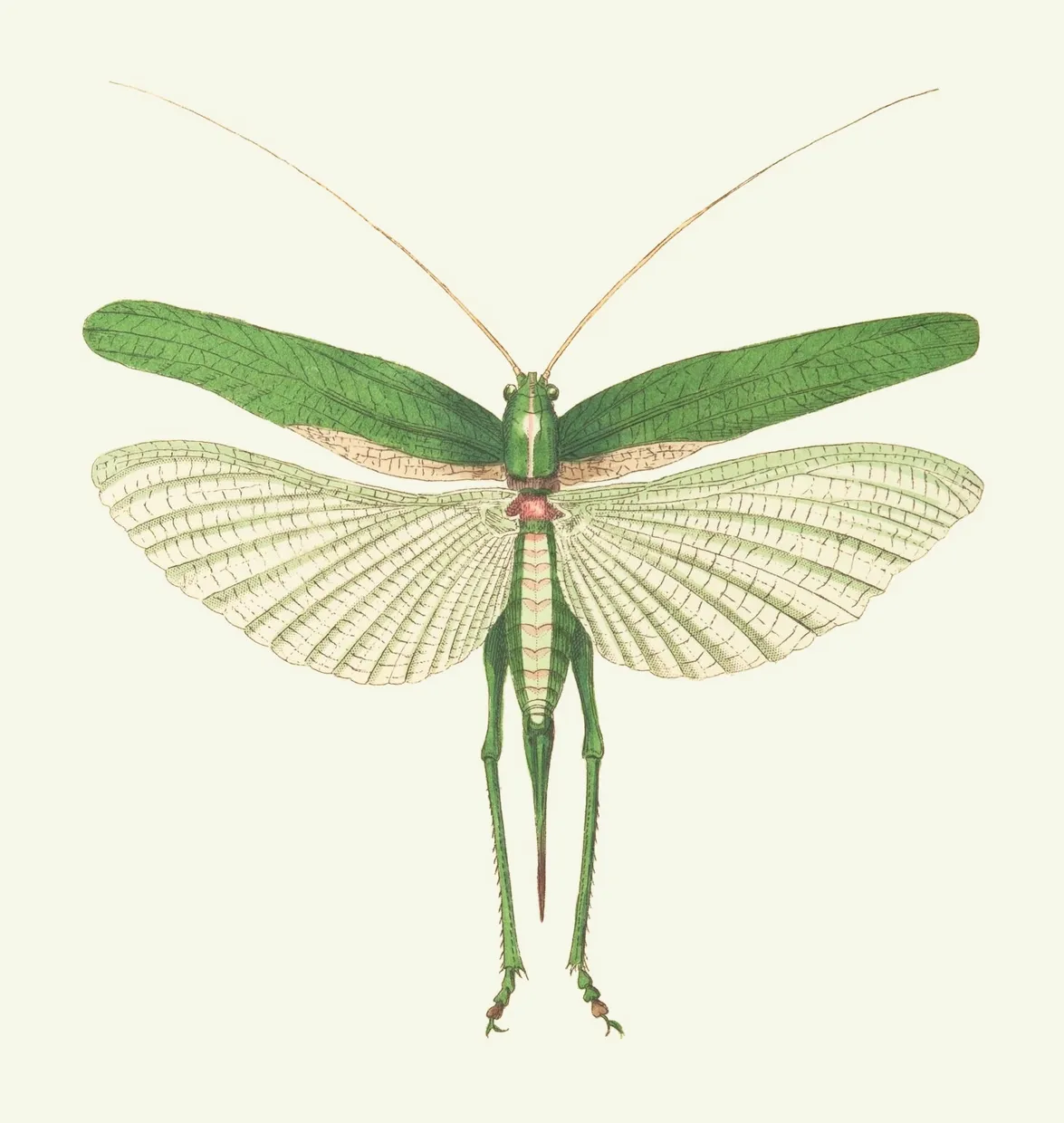 PSR027 Grasshopper