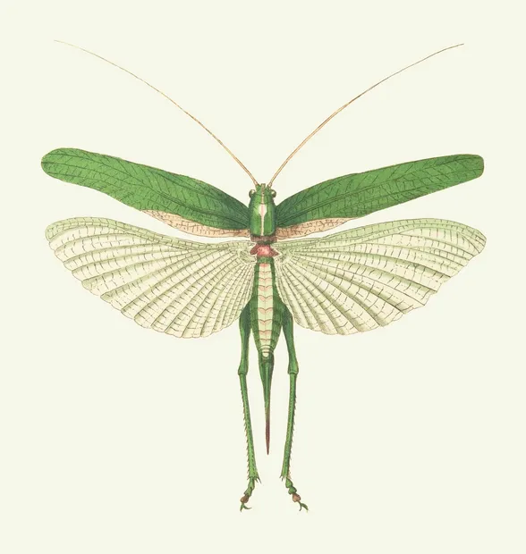PSR027 Grasshopper