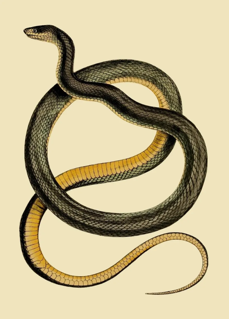 PSR022 Snake