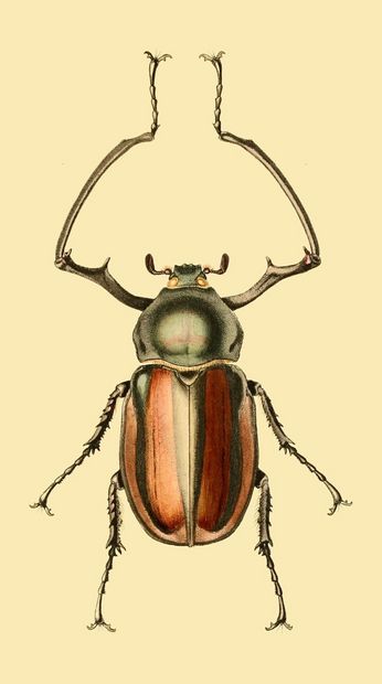 PSR025 Beetle