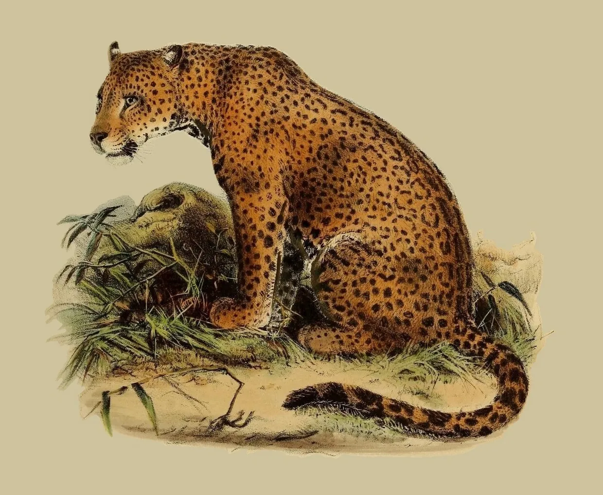 PSR010 Leopard