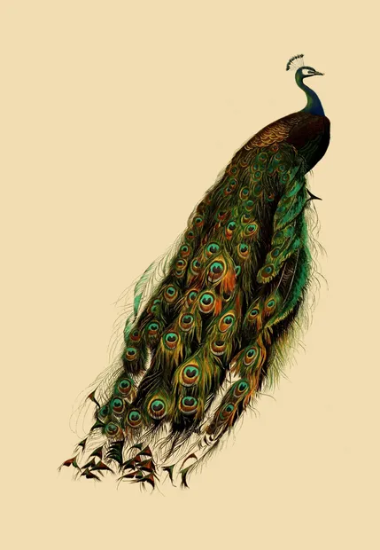 PSR056 Peacock