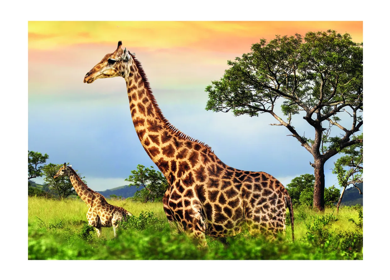 Puzzel - Giraffes (1000)