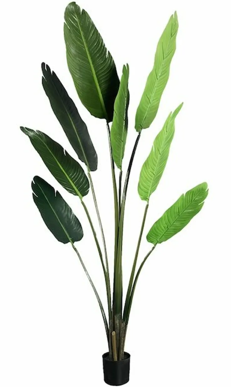 Plant Groen