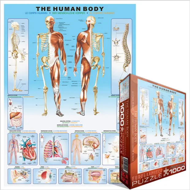 The Human Body - Puzzel
