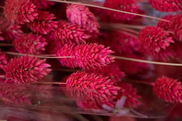 Bunch Phalaris