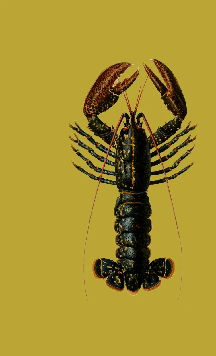 PSR039 Lobster
