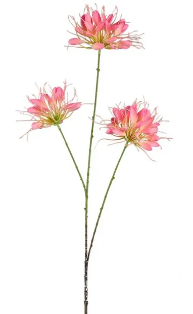 Kaapse lelie Roze