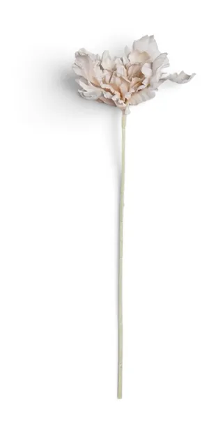 Tulp Crème