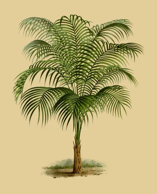 PSR037 Palmtree