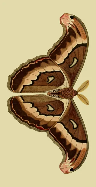 PSR033 Brown Butterfly