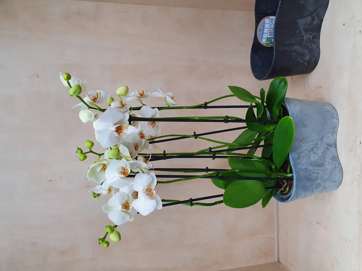 Reinhart Orchideeën, Exterior