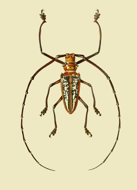 CRD119 Longhorn beetle