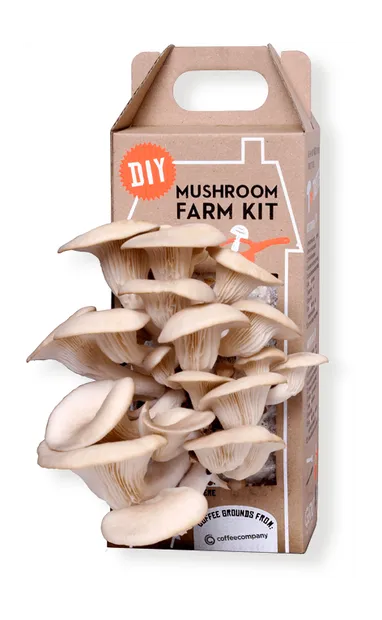 DIY mushroom farm kit