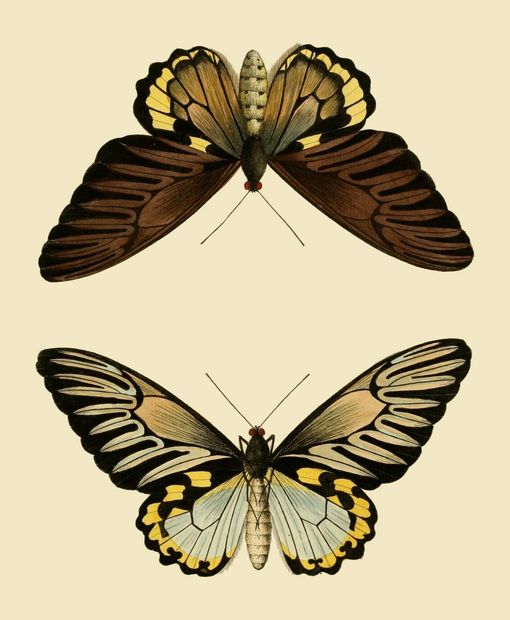 PSR034 Brown pair of Butterflies